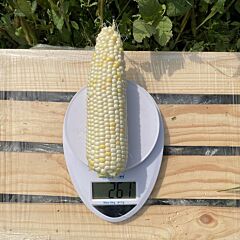 ВАЙТ ТУЗ F1 / WHITE TUZ F1 - семена сахарной кукурузы, Spark Seeds