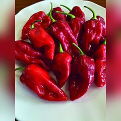 9020 F1 - семена перца, Spark Seeds