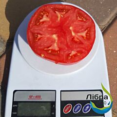 СЕЛЛА F1 / SELLA F1 - семена томата (помидора), LibraSeeds (Erste Zaden)