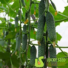 МІМІНО F1 / MIMINO F1 - насіння огірка, Lucky Seed