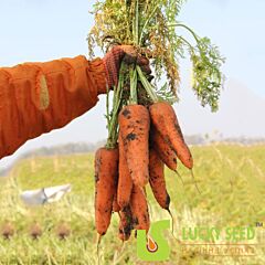 АРГО / ARGO - семена моркови, Lucky Seed