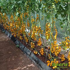 САММЕР САН F1 / SAMMER SAN F1 - насіння томата (помідора), Hazera