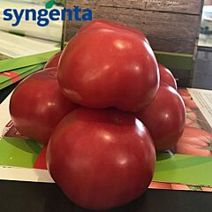 МАМСТОН F1 / MAMSTON F1 - насіння індетермінантного томату, Syngenta