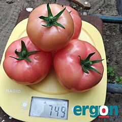 ПИНК ДЕЛАЙТ F1 / PINK DELAIT F1 - семена томата (помидора), Ergon Seed