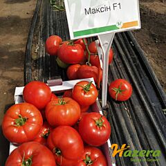 МАКСІН F1 (27614) / MAKSIN F1 - насіння томата (помідора), Hazera
