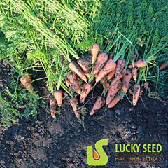 АРГО / ARGO - семена моркови, Lucky Seed