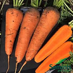 СВ 7381 F1 / SV 7381 F1 - насіння моркви, Seminis