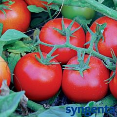 САГАТАН F1 / SAGATAN F1 - насіння детермінантного томату, Syngenta