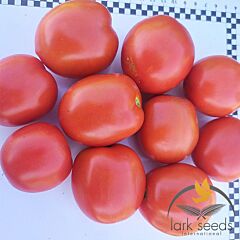 9960 F1 - семена томата (помидора), Lark Seeds