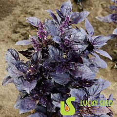 LS 2712 F1 - насіння базиліку, Lucky Seed