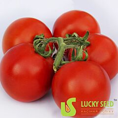 LS 1137 - насіння томата (помідора), Lucky Seed