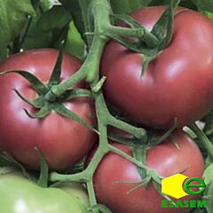 ТЛ 18304 F1 / TL 18304 F1 - семена томата (помидора), Esasem