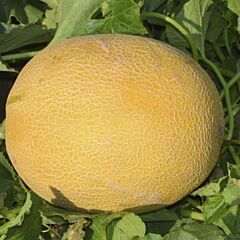 М 21 - семена дыни, LibraSeeds