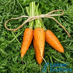 ШАНТАНЕ РЕД КОРЕД 2 / SHANTANE RED CORED 2 - насіння моркви, Bakker Brothers