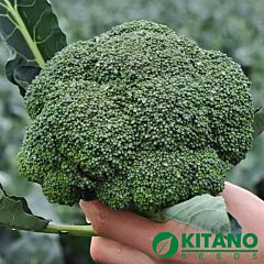 КС 355 F1 / KS 355 F1 - семена капусты броколли, Kitano Seeds