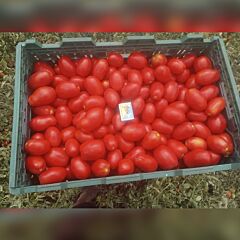 НМ 5900 F1 - семена томата (помидора), Clause