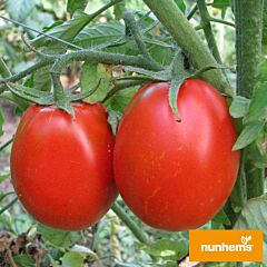 № 6416 F1 - насіння томата (помідора), Nunhems