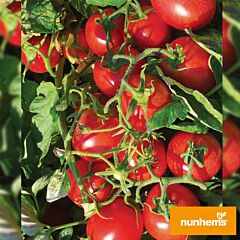 № 6438 F1 - насіння томата (помідора), Nunhems