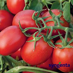 СУОМІ F1 / SUOMI F1 - насіння детермінантного томату, Syngenta