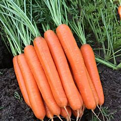 АЛЬЯНС F1 / ALIANS F1 - семена моркови, Nunhems