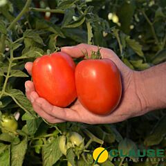 КАФА F1 / KAFA F1 - насіння томату, Clause