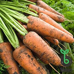 КАСПИЙ F1 / CASPI F1 - семена моркови, Bejo