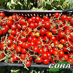 АЧИКО F1 / ACHIKO F1 - семена томата (помидора), Cora Seeds