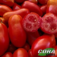 РОЧЧА F1 / ROCCIA F1 - семена томата (помидора), Cora Seeds
