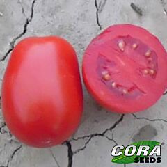 ЛЕОНЕРОССО F1 / LEONEROSSO F1 - семена томата (помидора), Cora Seeds
