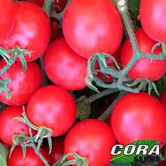 БАГЛІОР F1 / BAGLIOR F1 - насіння томата (помідора), Cora Seeds