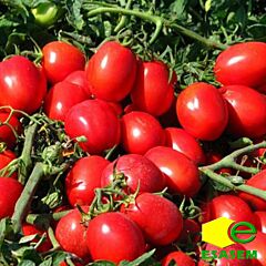 РЕДИ F1 / REDI F1 - семена томата (помидора), Esasem