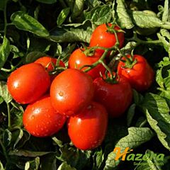 ТРЕВІС F1 / TREVIS F1 - насіння томата (помідора), Hazera