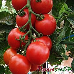 ТАСТІЄР F1 / TASTIER F1 - насіння томата (помідора), Moravoseed