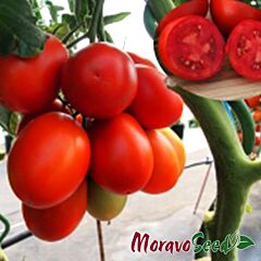 СОНЕТ F1 / SONET F1 - семена томата (помидора), Moravoseed