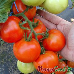 ПАЛАВА F1 / PALAVA F1 - насіння томата (помідора), Moravoseed