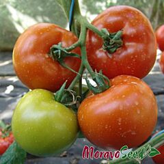 ГАРДИ F1 / GARDI F1 - семена томата (помидора), Moravoseed