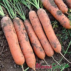 МАРИОН F1 / MARION F1 - семена моркови, Moravoseed