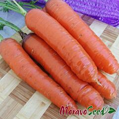 КОРТІНА F1 / KORTINA F1 - насіння моркви, Moravoseed