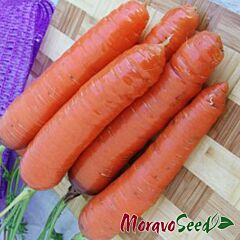 КОРІНА F1 / KORINA F1 - насіння моркви, Moravoseed