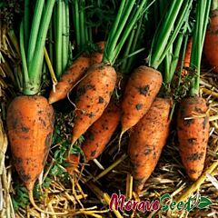 КНОТА F1 / KNOTA F1 - насіння моркви, Moravoseed