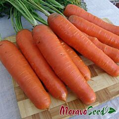 АНЕТА F1 / ANETA F1 - насіння моркви, Moravoseed