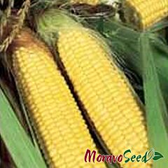 АНДРІА F1 / ANDRIA F1 - насіння цукрової кукурудзи, Moravoseed