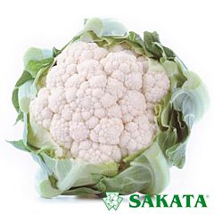 КАШМІР F1 / KASHMIR F1 - насіння цвітної капусти, Sakata