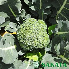 ГРІН МЕДЖІК F1 / GREEN MAGIC F1 - насіння капусти броколі, Sakata