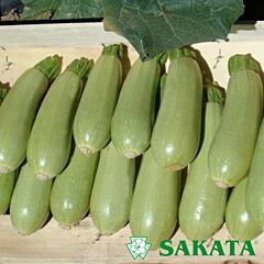 АЗІАД F1 / AZIAD F1 - насіння кабачка, Sakata