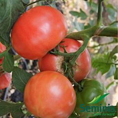ПАНДАРОЗА F1 / PANDAROSA F1 - семена томата (помидора), Seminis