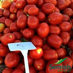СЕНТОСА F1 / SENTOSA F1 - семена томата (помидора), Seminis