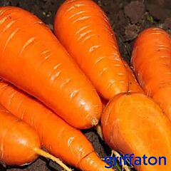 ШАНТАНЕ РОЯЛ / SHANTANE ROYAL - семена моркови, Griffaton