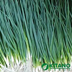 ВУЛКАН / VULKAN - семена лука, Kitano Seeds