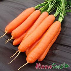 ДАРИНА / DARINA - семена моркови, Moravoseed